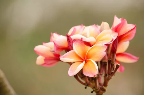 Krásný Plumeria Květiny Detailní Zobrazení — Stock fotografie