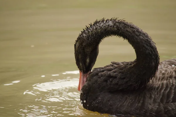 Όμορφο Κομψό Swan Στην Ήρεμη Λίμνη — Φωτογραφία Αρχείου