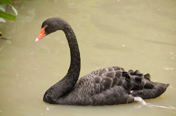 Όμορφο Κομψό Swan Στην Ήρεμη Λίμνη — Φωτογραφία Αρχείου