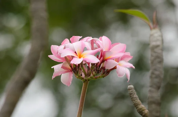 Wunderschöne Blütenpracht Nahsicht — Stockfoto