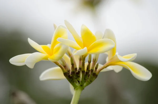 Lindas Flores Plumeria Vista Perto — Fotografia de Stock