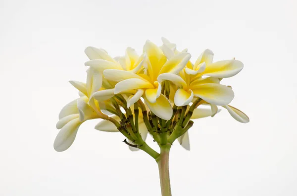 Vackra Plumeria Blommor Nära Håll — Stockfoto