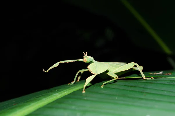 Leaf Insect Eatting Leaf — Stock Photo, Image