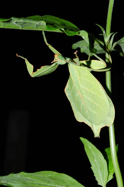 Listový Hmyz Listí — Stock fotografie