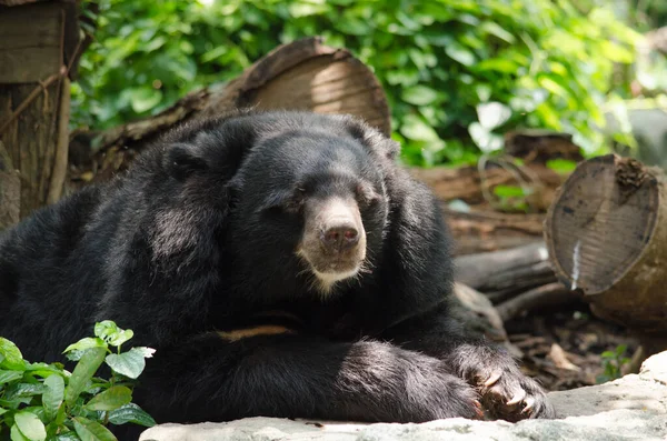 Asiatischer Schwarzbär Hautnah — Stockfoto
