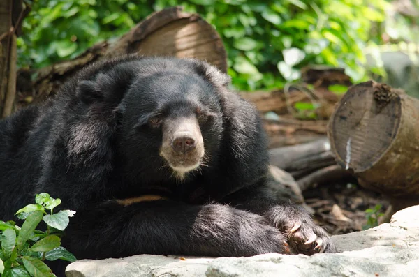 Retrato Urso Preto Asiático — Fotografia de Stock