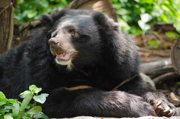 Portret Black Bear Azjatyckich — Zdjęcie stockowe