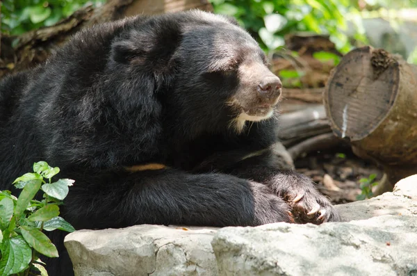 Portrét Asijský Černý Medvěd — Stock fotografie