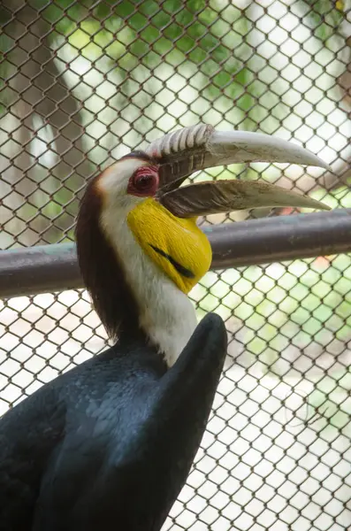 Hornbill Zoológico —  Fotos de Stock