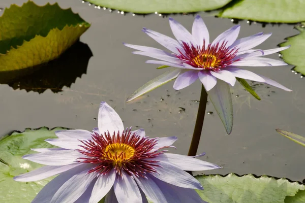 Kwiaty Lotosu Wodnego Stawie — Zdjęcie stockowe
