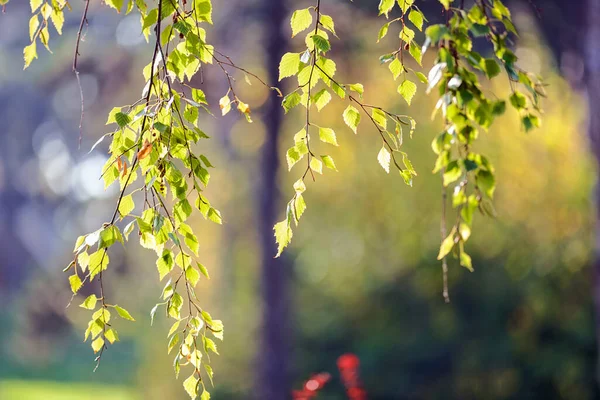 公园里的树叶美丽的景色 — 图库照片