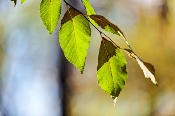 Прекрасный Вид Листья Парке — стоковое фото