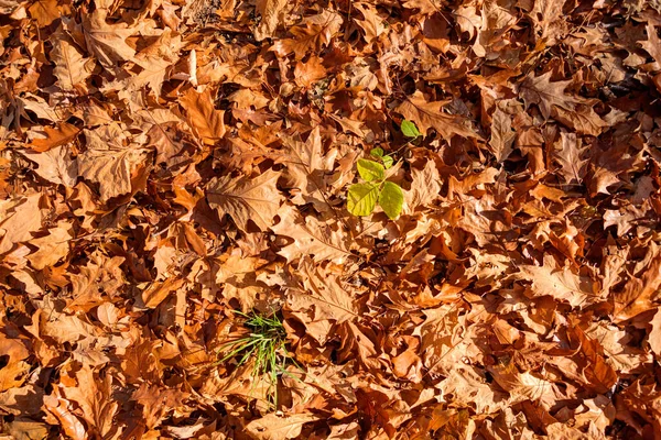 Orange Leaves Close — Stock Photo, Image