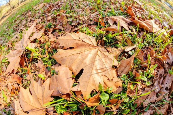 Orange Leaves Close — Stock Photo, Image