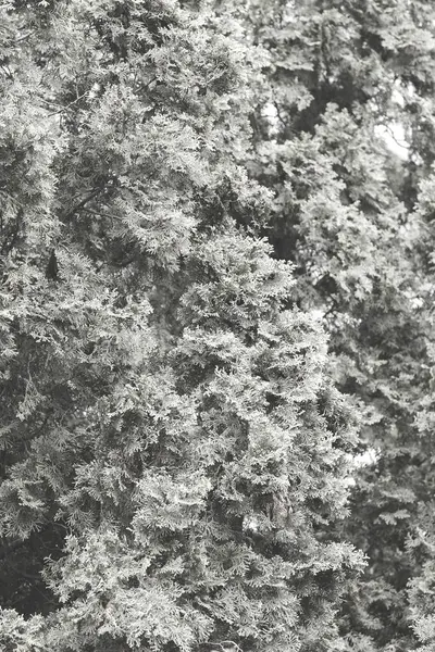 Partial View Tree Thuja — Stock Photo, Image