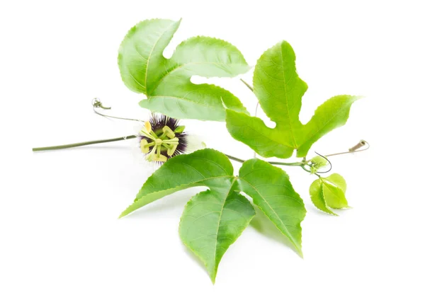 Grüne Blätter Und Passionsfrucht Weiße Blume Auf Weißem Hintergrund — Stockfoto