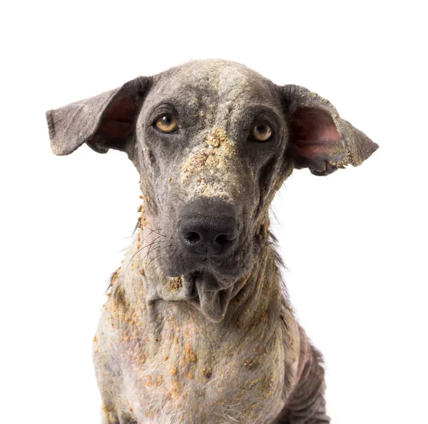 Closeup Dog Sick Leprosy Skin Problem White Background — Stock Photo, Image