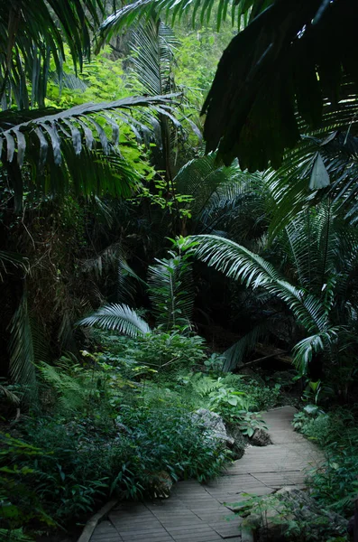タイの緑の洞窟 — ストック写真