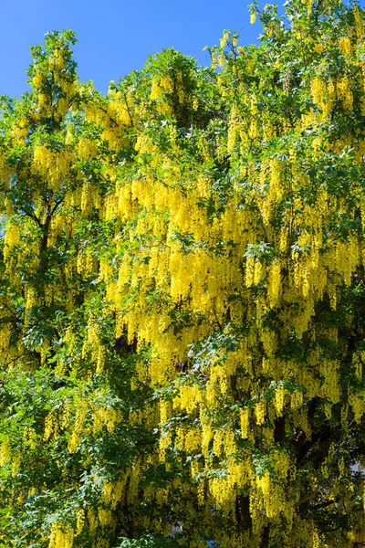 Tipik Sarı Laburnum Güzel Çiçek Arkaplanı — Stok fotoğraf