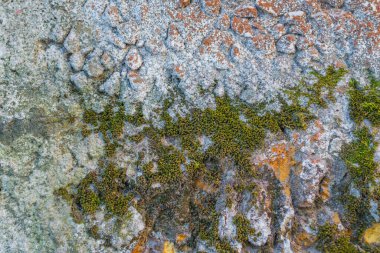 Alçıda küf. Yakın çekim.