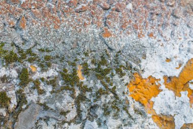 Alçıda küf. Yakın çekim.