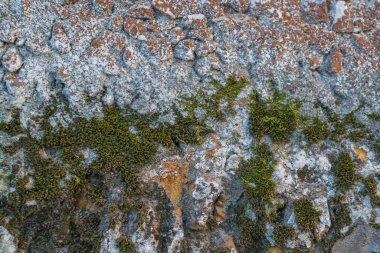 Taş duvar yosunlarla kaplı