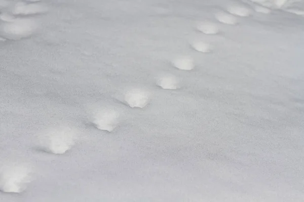 Шаги Снегу Зимний Фон — стоковое фото