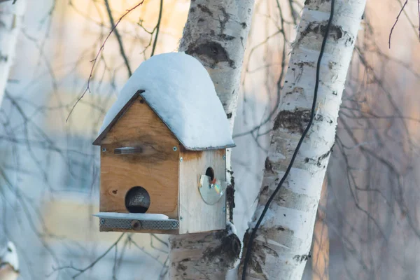 Maison Pour Oiseaux Forêt Hiver — Photo