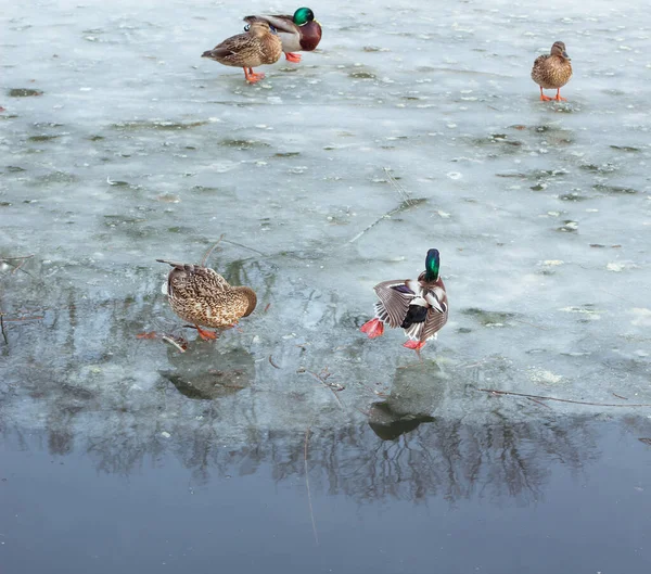 Flock Ducks Playing Winter Ice Frozen City Pond — Stock Photo, Image