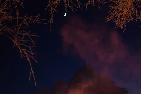 Luna Nel Cielo Vista Attraverso Rami Degli Alberi — Foto Stock