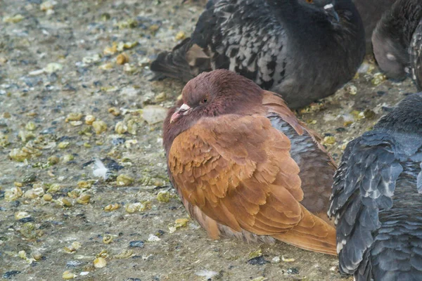 Pigeons Assis Sur Trottoir Pierre — Photo