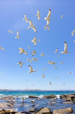 Deniz martı uçan sürüsü