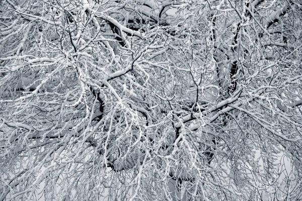 Зимние Ветви Покрыты Снегом — стоковое фото