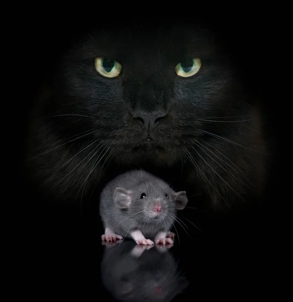 Young Rat Cat — Stock Photo, Image