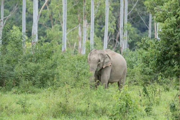Éléphant Asie Sauvage Dans Habitat Naturel — Photo