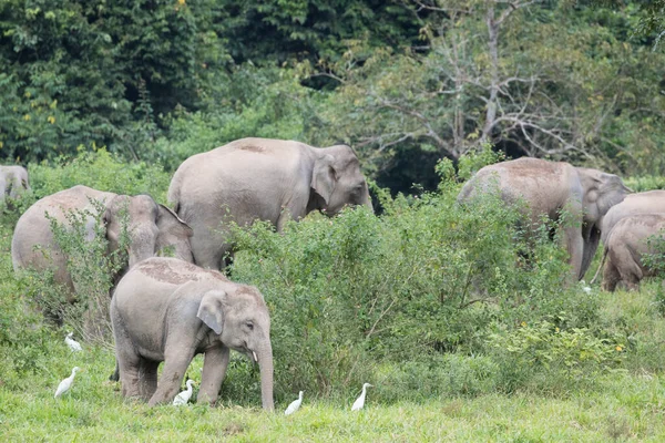 Grands Éléphants Asie Dans Habitat Naturel — Photo