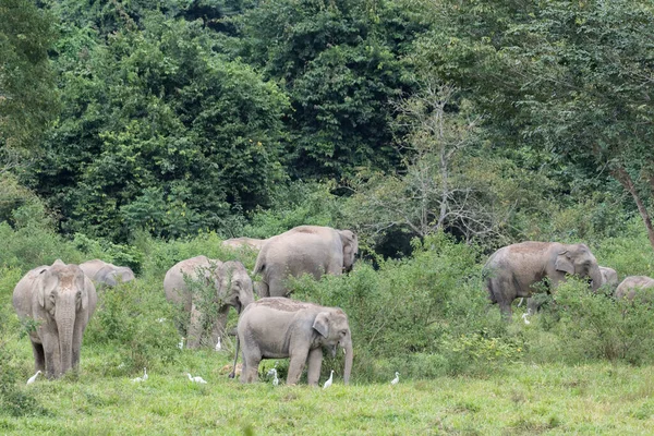 Family Asiatic Elephants Grazing Green Lawn — Stock Photo, Image