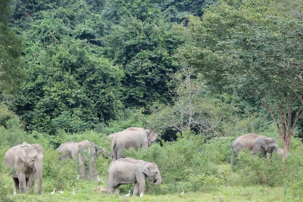Scène Nature Groupe Éléphants Asiatiques Oiseaux Broutant Sur Terrain Ensemble — Photo