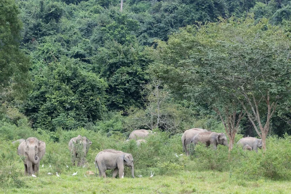 Asiatique Éléphants Est Grand Cinq Animaux Asie — Photo