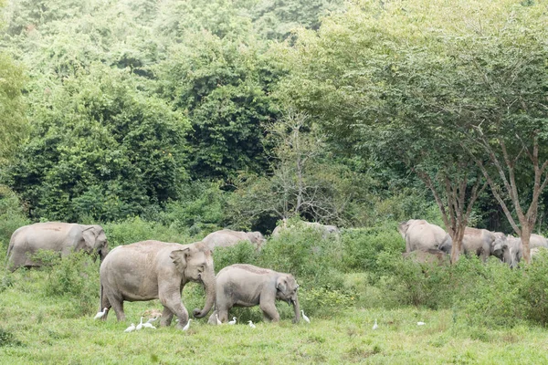 Elefanten Und Vögel Weiden Gemeinsam Auf Dem Feld — Stockfoto
