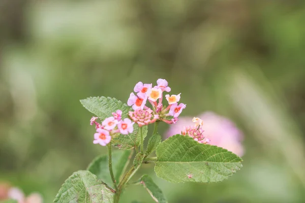 Rosafarbene Lantanablüten Wachsen Garten — Stockfoto