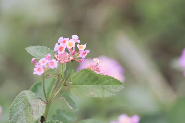 Fiori Lantana Rosa Che Crescono Giardino — Foto Stock
