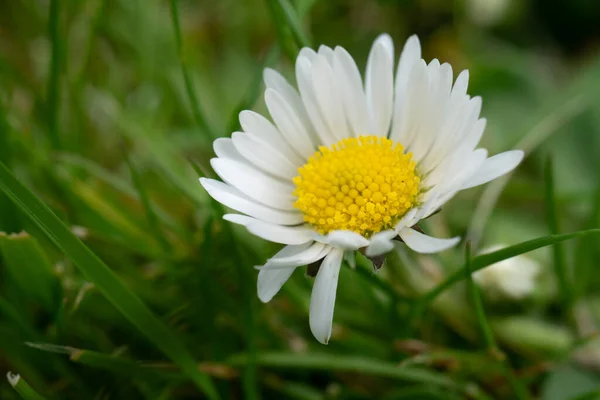 Petite Fleur Marguerite Blanche — Photo
