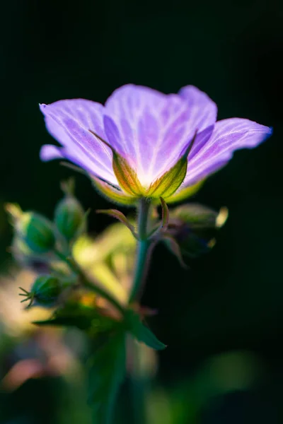 庭のバックライトの紫色の花 — ストック写真