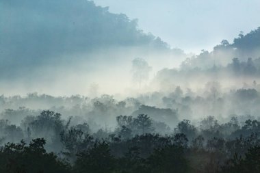 Tayland ve sisli manzaralı orman