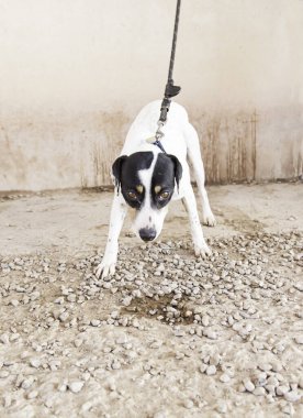 Beyaz yakalı ve siyah yakalı bir köpek.