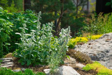 fine green plants around stones.