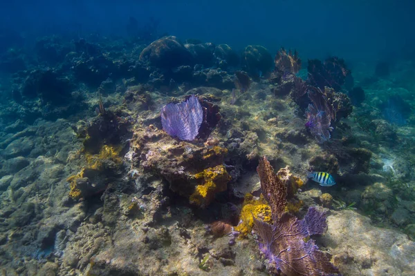 Dark Caribbean Reef Amazing Underwater World Concept — Stock Photo, Image