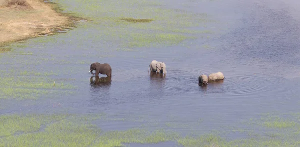 Elephants Okavango Delta Botswana —  Fotos de Stock