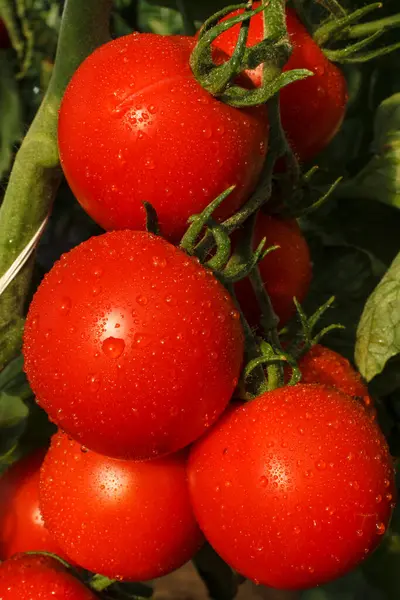 Pomidor Widok Bliska — Zdjęcie stockowe